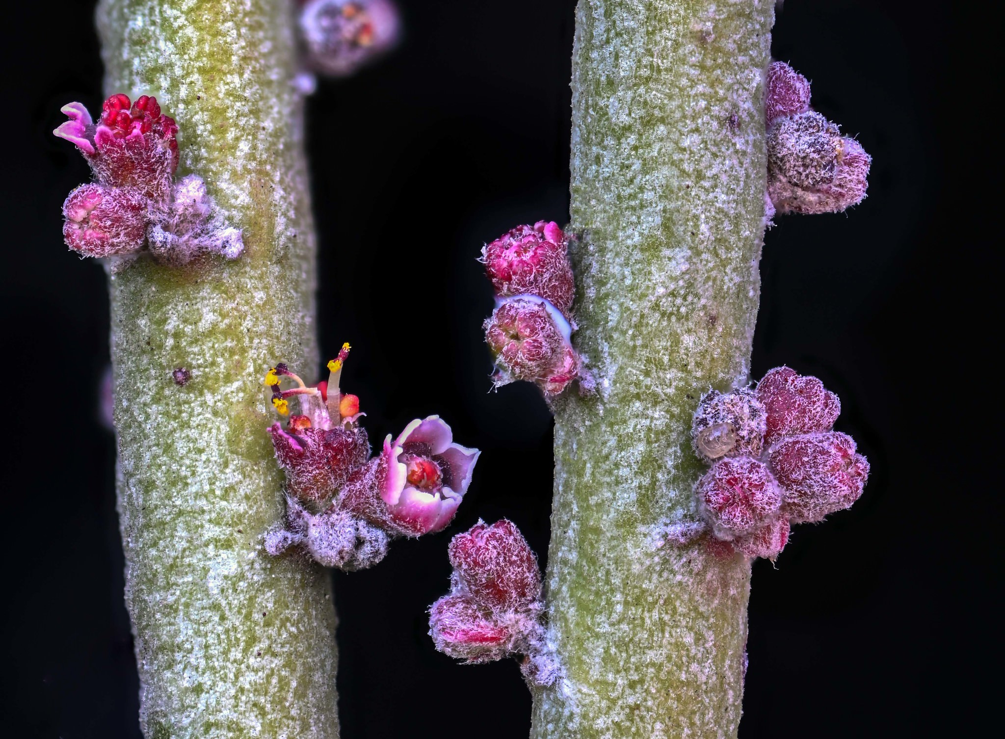 Euphorbia antisyphilitica